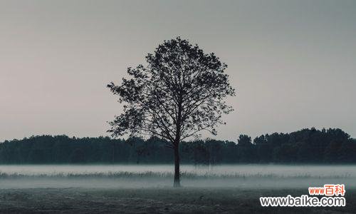 探索自然中的孤独芳华 孤独的植物