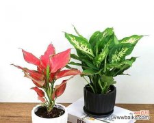 花开幸福如意一片片吉祥之约 吉祥如意的花——幸福之源