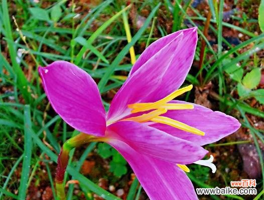 探寻花中的勇气与力量 勇敢的花