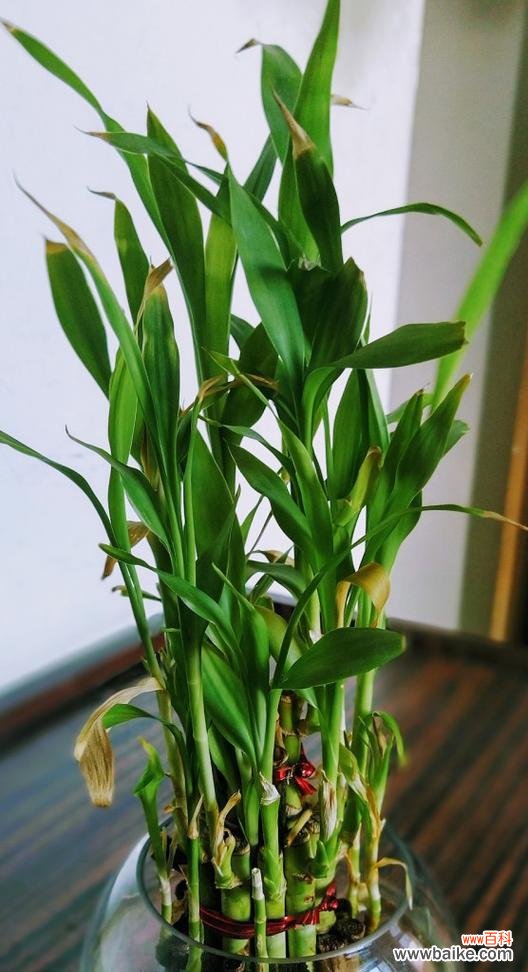 探索健康生活中不可或缺的15种植物 以代表健康的植物为主题的文章