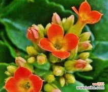 用花的力量 绿意盎然，花开健康快乐之路