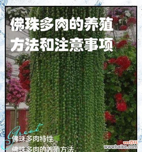 探寻多肉佛珠开花的神秘与美丽 多肉佛珠开花，花开寓意何在？