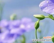 点亮希望，绽放曙光 希望之花