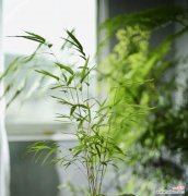 探寻竹子的文化内涵及生活价值 竹子的象征意义