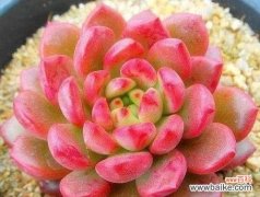 以寓意吉祥的多肉植物为主题的生态之旅 多肉植物