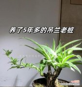 透过吊兰花语探寻幸福与希望的含义 吊兰花语揭示生活的美好