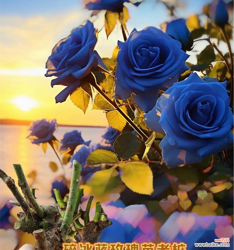 以56朵玫瑰花的花语为例，探究其深刻的情感象征 浪漫玫瑰花语的意义与传承