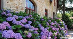 迎接春天的花海，尽情感受自然的美妙 春天花开，美不胜收