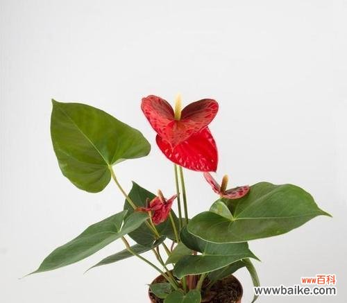 解读红掌的吉祥含义及其在风水中的应用 红掌寓意与象征风水的深意