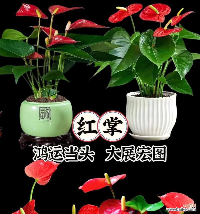 解读红掌的吉祥含义及其在风水中的应用 红掌寓意与象征风水的深意