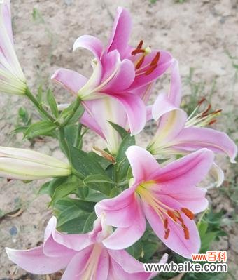 崇高、纯洁、爱与希望的象征 百合之美