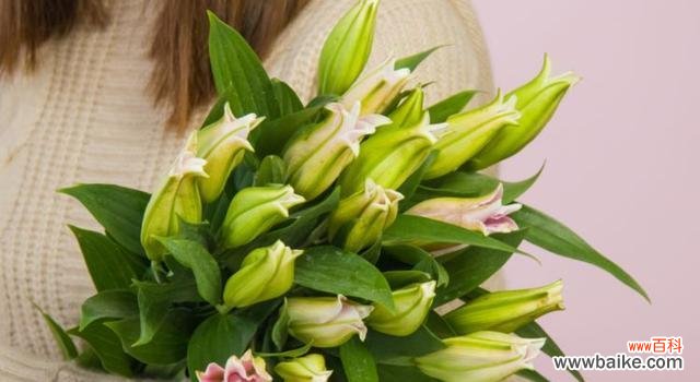 探究百合花的意义与象征，了解它在文化中的重要性 百合的花语与寓意