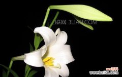 传递百合花的美丽寓意，表达真挚情感 百合花的花语含义——神圣、纯洁与祝福