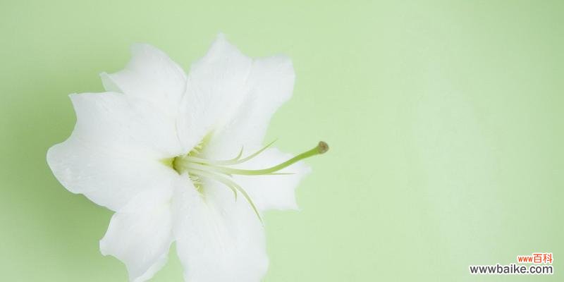 以花朵传递的感情和意义 百合花的花语与象征