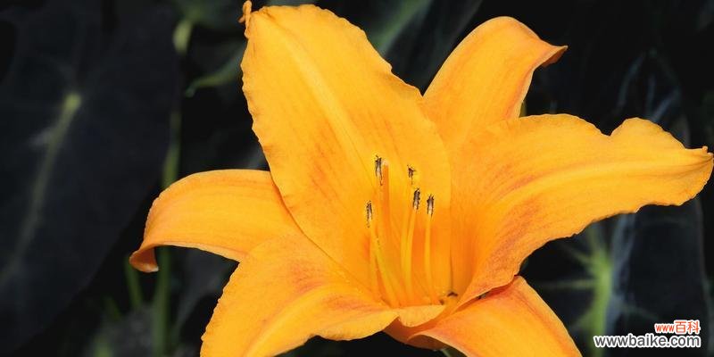 以花朵传递的感情和意义 百合花的花语与象征