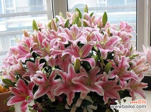 揭示百合花的秘密与传说 百合花的象征意义与寓意