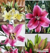 解读白百合的寓意与传承花语之美 白百合花的象征意义与美丽之旅