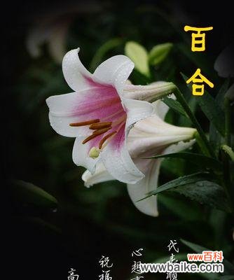 探寻白百合花在文化与情感中的象征意义 白百合花的花语与寓意