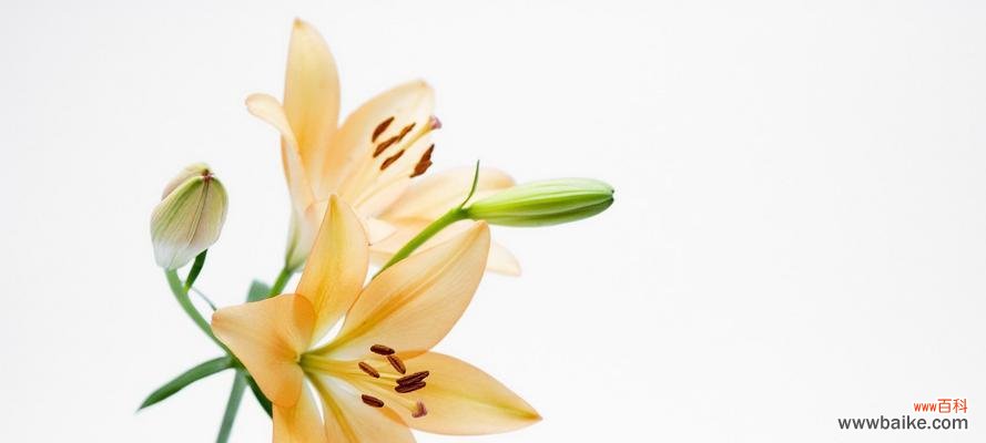 探寻白百合花的花语之美 白百合花语的美丽与寓意