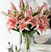 探寻白百合花的美丽内涵与文化象征 白百合花的寓意与象征