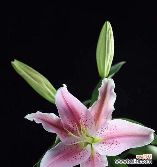 揭示百合花的特点与美好寓意 百合花——纯洁与爱的象征