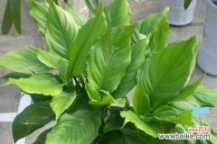 发现长寿草药和植物食品的秘密 探索代表健康长寿的植物世界