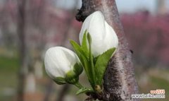 花开花落 姐妹情深的花海