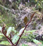 惊蛰植物的异彩盛宴及其关键角色 惊蛰的代表植物