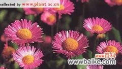 揭示文化中的植物象征意义及其在礼仪中的角色 植物与礼仪