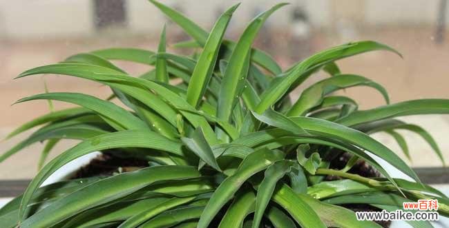 探索植物世界中的廉洁象征与寓意 廉洁之花