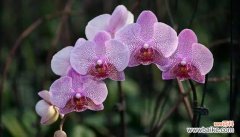 冷静理智的象征与花语解析 代表理性的花——白色郁金香