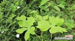 探索教育的绿色力量——寻找校园中的植物导师 以代表老师的植物为主题的文章