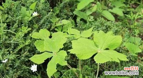 探索教育的绿色力量——寻找校园中的植物导师 以代表老师的植物为主题的文章