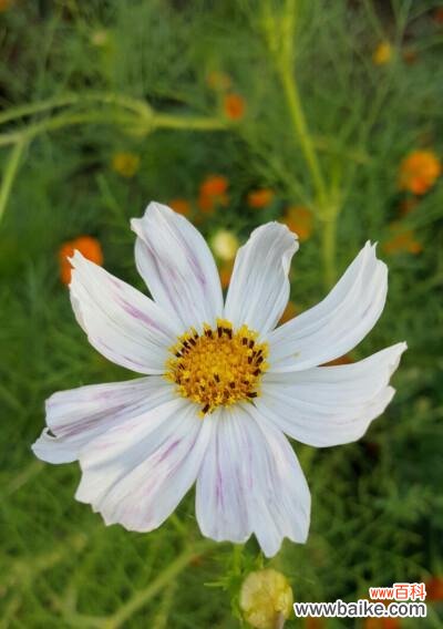 探寻植物离别意象的美妙之旅 寄寓离别之情的植物世界