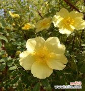 以代表美好的植物为主题 美好世界中的绿色守护者