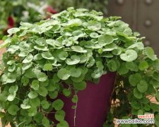 探索植物世界中代表努力的生命奇迹 努力之花——植物的力量