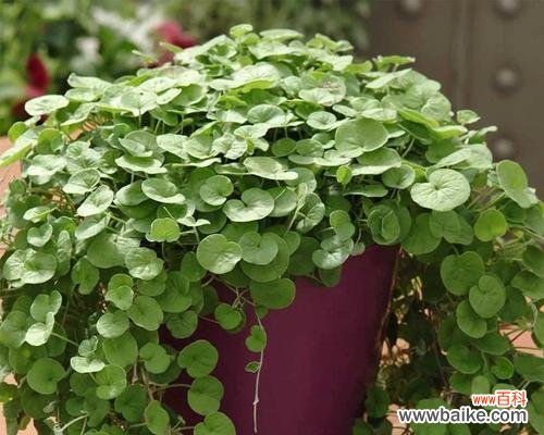 探索植物世界中代表努力的生命奇迹 努力之花——植物的力量