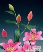 展现高雅与魅力的花卉之选 花海中的女人气质