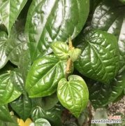 以植物为媒介 探索代表女性的植物