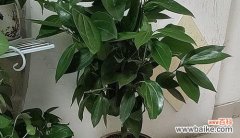 十种带来平安的植物及其寓意 代表平安的植物