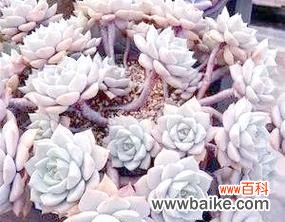 揭示多肉白牡丹的花语,感受其美妙之意 多肉白牡丹花语的深意