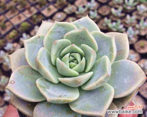 揭示多肉白牡丹的花语,感受其美妙之意 多肉白牡丹花语的深意