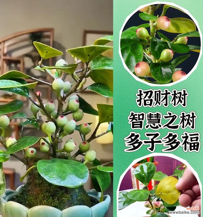 探寻橡皮树的财富象征及其神奇力量 橡皮树,招财旺运的吉祥之源