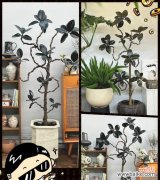 探寻橡皮树的财富象征及其神奇力量 橡皮树，招财旺运的吉祥之源