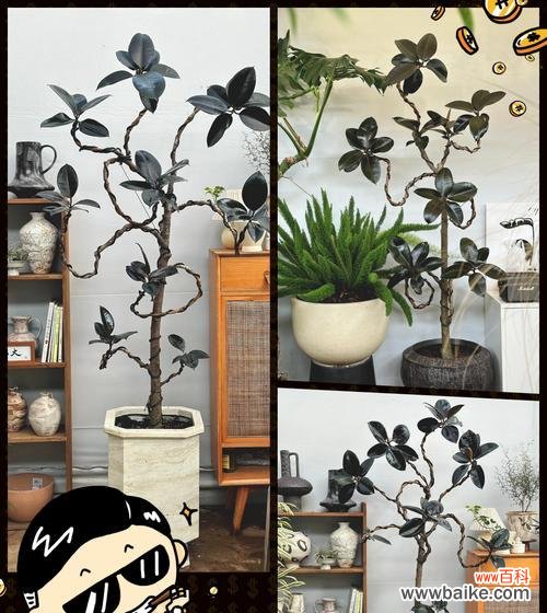 探寻橡皮树的财富象征及其神奇力量 橡皮树,招财旺运的吉祥之源