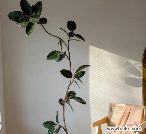 探寻橡皮树的财富象征及其神奇力量 橡皮树,招财旺运的吉祥之源