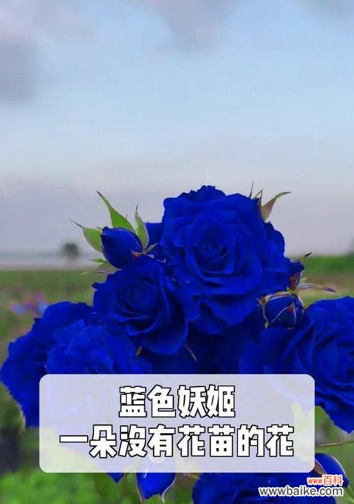 探索神秘的蓝色妖姬，解读其隐藏的象征意义 蓝色妖姬的意义与象征