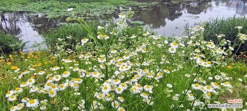 探寻一年蓬的美丽花语与深刻内涵 一年蓬的花语和寓意