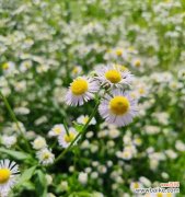 探寻一年蓬的美丽花语与深刻内涵 一年蓬的花语和寓意