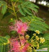 传递爱与友谊的美丽之花 合欢花的花语与寓意